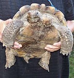 tortoise - i like tortoise
