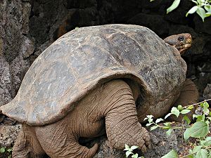 tortoise - i like tortoise