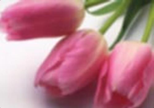 tulips - my favorite photo of tulips. I would love to have this as my wedding bouquet soon.