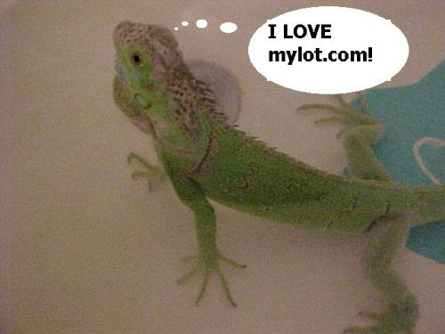 Tiny iguana - A picture of an iguana thinking 'I LOVE MYLOT!'