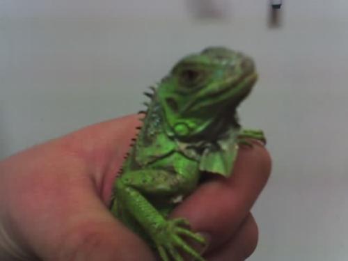 My Iguana - This is my iguana, Luke Skywalker. He is a little bit bigger now, but I've been too lazy to take another picture. He's wrapped so tightly in my hand because this was shortly after I got him, and he really did not care to be held at all.
