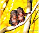 Friends - It's a nice picture of two little monkeys. They are up in the tree singing their favorite friendship song. Aren't they sweet? Hope that you like the picture.(',)