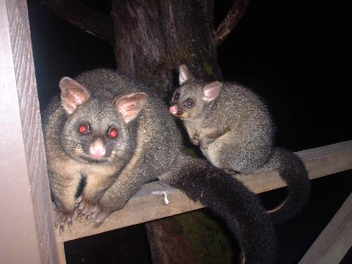 Possums at our frontdoor at Cradle Mtn Lodge, Tasm - These possums came around midnight, and hanged around the front door of our lodge for a whole hour and didn't want to leave. They're just so lovable.