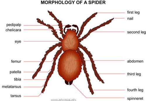 spider - spider spider.. horrible!