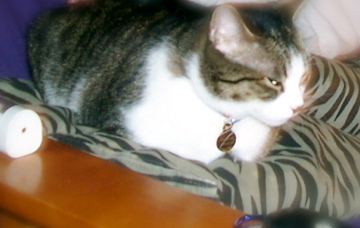 My other baby kitty: Nova - He is such a sweetiee.