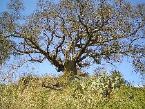 The Tree - THis photo ius showing a tree standing by it's own. It looks like an old tree but has an apearence like a wise person!