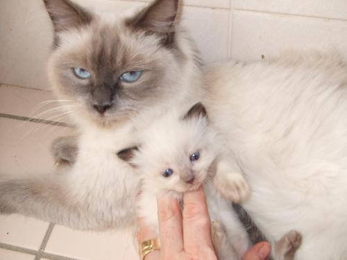 my kitty and his mum - Awww,cant wait to get him home.He's still too little to leave mum.We bring him home in August.He is a gorgeous ragdoll!