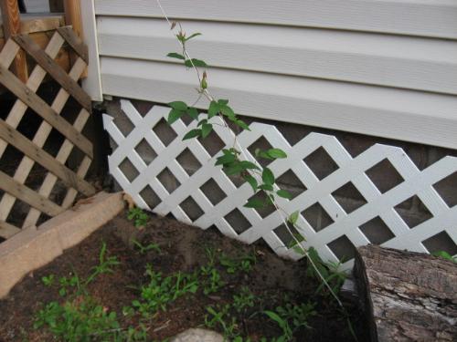 Clematis - I've got to clean this area. Especially that long log sitting there. Hahaha. Clematis - I've got to clean this area. Especially that long log sitting there. Hahaha.