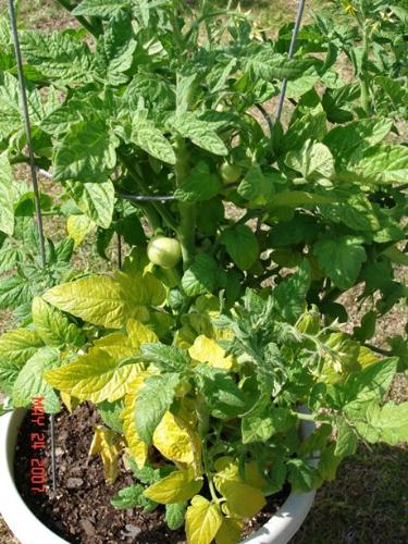 cherry tomato - our cherry tomato on pot