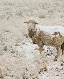 27 June 2007 - Snow in the Free State - South Afri - There is snow all over South Africa today. This is a picture from a farm in the Free State, Bloemfontein area taken at 6h30 this morning.