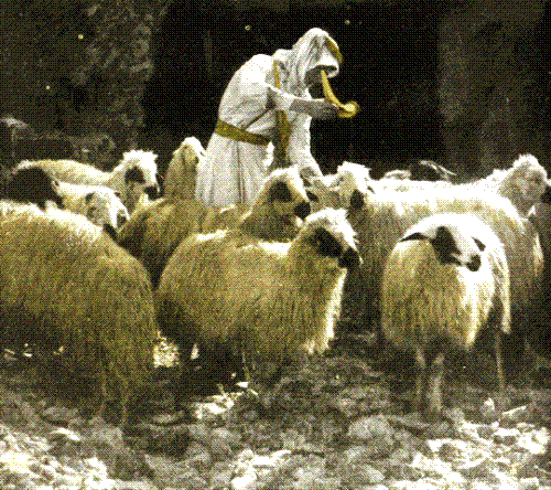 Sheep - A number of sheep with the shepherd.