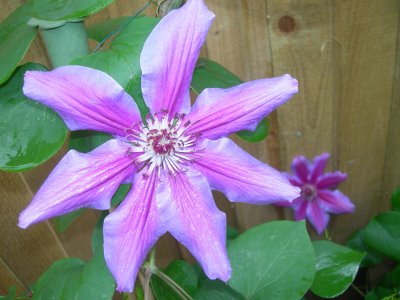 clementis - clementis flower from friend's garen