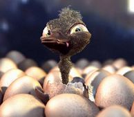 bird - i don't know why this bird looks so mad ;))
