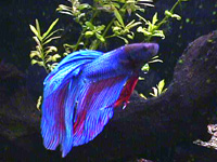 Blue Beta - This is a picture of a blue beta fish. It is swimming in a tank amongst some plants.