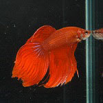 Red Beta - This is a picture of a red beta fish. It is staring at its reflection on the side of its tank.