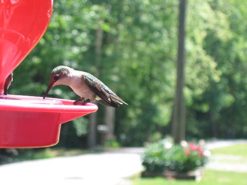 Hungry Humming Bird - According to folks around my area, the humming birds were starving at the opening of spring this year, due to the early warm temps and the hard freeze not long after, which destroyed the blossoms from the flowers that had fully bloomed.   I took this photo in late April.
