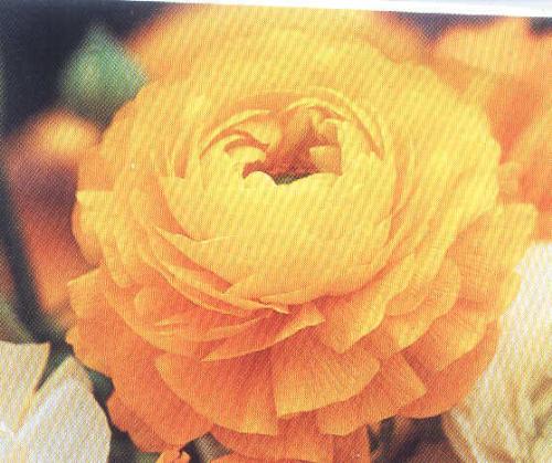 Yellow Rose - I love yellow roses.