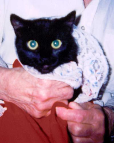 My mother's cat. - This is a solid black cat with a extra toe on each foot.