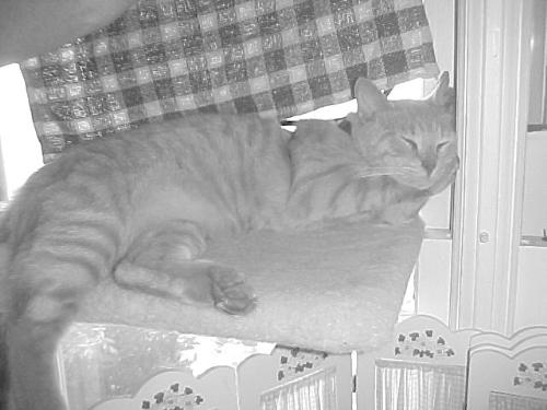 dinkus the cat - ain&#039;t he cute? and such an angel.....when he sleeps. lol.