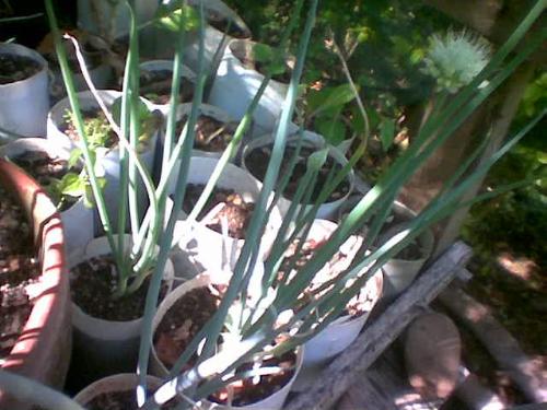 Onion bearing flowers - Backyard grown onions bearing flowers
