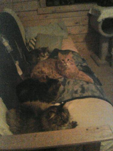 Kitties at rest :) - Four of my babies