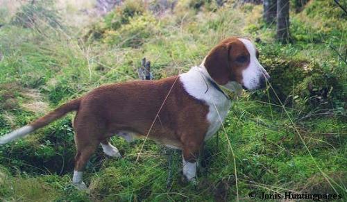 Drever - Named Viggo Drever - Named Viggo