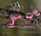 spring song  - have a long singing in spring