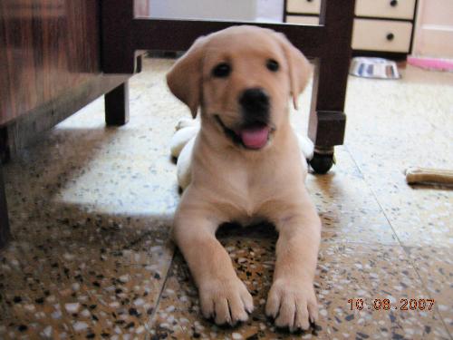 Jiny darling... - This is my sweet, little, hyper puppy. Her name is Jiny.
