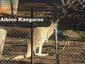 Albino Kangaroo - This is an Albino Kangaroo that is in a wildlife park near where we live in Australia