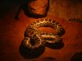 Carpet snake - Heres another photo of some of the local residence near where we live in Australia