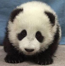 Panda Cute - This is a baby panda looks like.