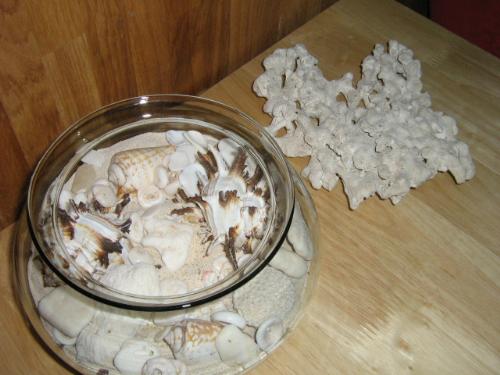 seashells from Boracay Island, Philippines - I got these shells from a trip in Boracay a few years back.
