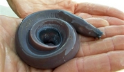 hagfish - It is called "hagfish" a bottom feeder which can turn a five-gallon bucket of seawater into a pool of goo. It slimes its enemies, has rows of teeth on its tongue, and it feeds on the innards of a rotting fish by penetrating any orifice.
This very ugly creature is 300 million year old(14 - 18 inches) and has no jaws and only one nostril. It is essentially blind, it dwells in the dark more than 1,000 feet down.
"help protect our nature, help save our animals"