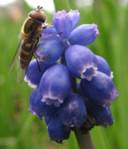 flower - Picture of flower.