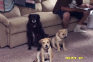 Lulu with Tiny and Otis - Three of my daughter's dogs. Tiny and Otis are 3 months old in the picture. They're two pound puppies, the last of a litter of 8.