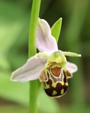 flower - Picture of flower.