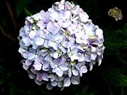flower from japan - Picture of flowers.