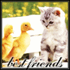 Friends????? - Cute pic with kitty and ducks (best friends).