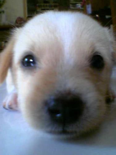 paw2 - cute li'l paw2 at few weeks old i think....