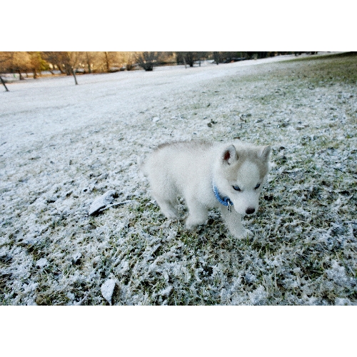 husky - Little husky