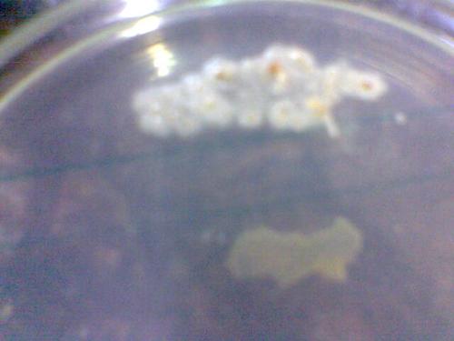 alkalophilics - these are alkalophilics micro organisms wich my group had grown