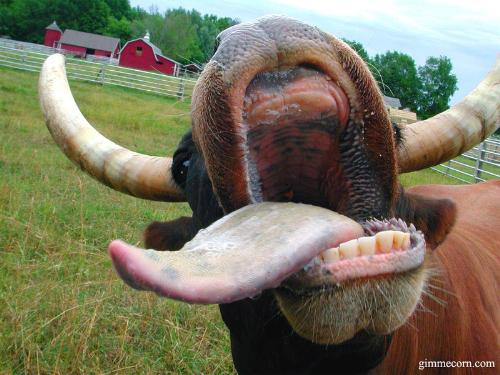 cow - cow with its tongue out