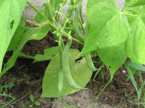 Ahhhh. Pleanty Here! - My bush green beans will be cooked and frozen
this weekend for sure as there are so many. Ahhhh. Pleanty Here! - My bush green beans will be cooked and frozen
this weekend for sure as there are so many.
