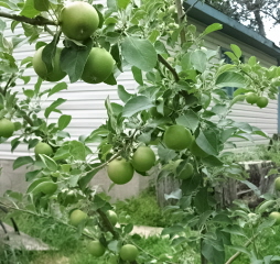 Honeycrisp Apples - This is another shot to show the amount of Apples in one area. 
I have about 75 to 100 this year.