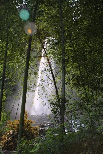 rain forest - wonderful and beautiful rain forest