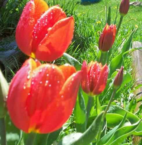 Tulips - Here are some tulips from my garden.