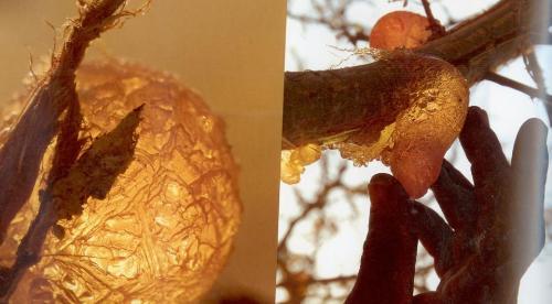 gum - Natural gum available from trees