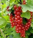 Red currants - My currants are ripe.