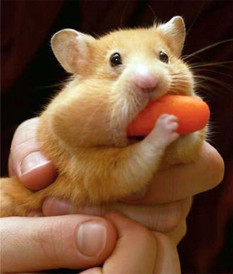 Hungry Hamster - That hamster sure is hungry! Is it angry? At least it&#039;s eating up a carrot!