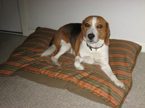 Buster - My beagLe Buster loves his pillow bed.